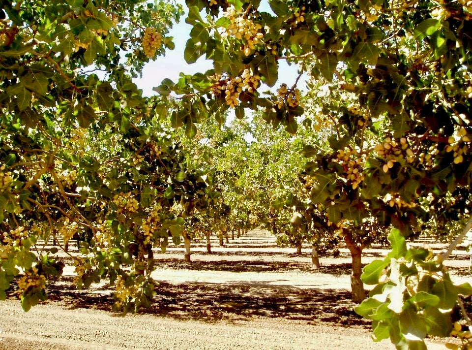 Contact ARO Pistachios, a fullservice California familyoperated farm.