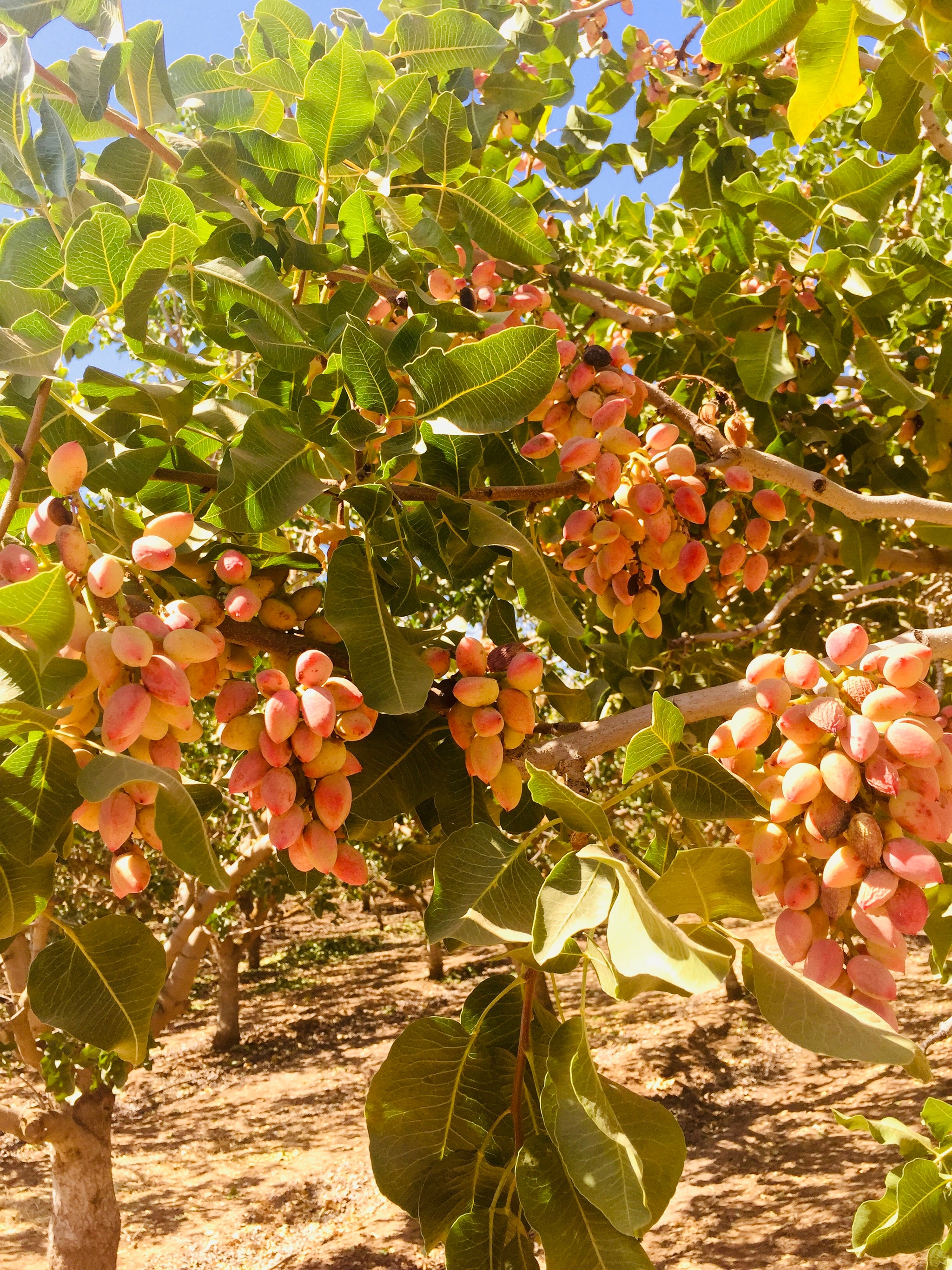 The Orandi Heritage ARO Pistachios
